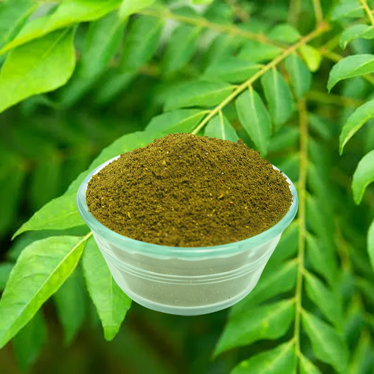 Curry leaves powder